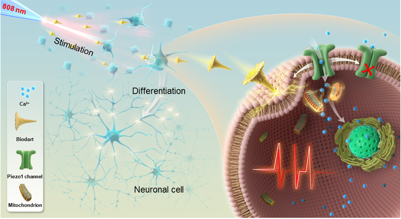 光機械力生物飛鏢實現亞細胞精度神經激活與調控的示意圖